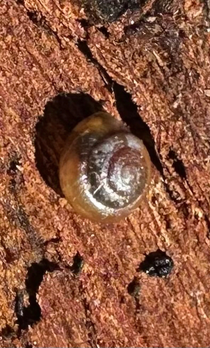 Liardetia observed 2026-08-03