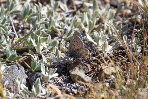 iNaturalist observation photo of Shasta Blue