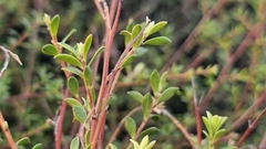 Kunzea amathicola, photograph author not stated, no rights reserved