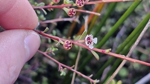 Kunzea amathicola, photograph 6