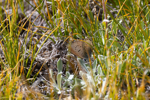 iNaturalist observation photo of Shasta Blue