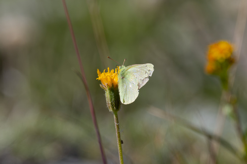 iNaturalist observation photo of Sierra Sulphur