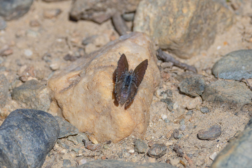 iNaturalist observation photo of Shasta Blue