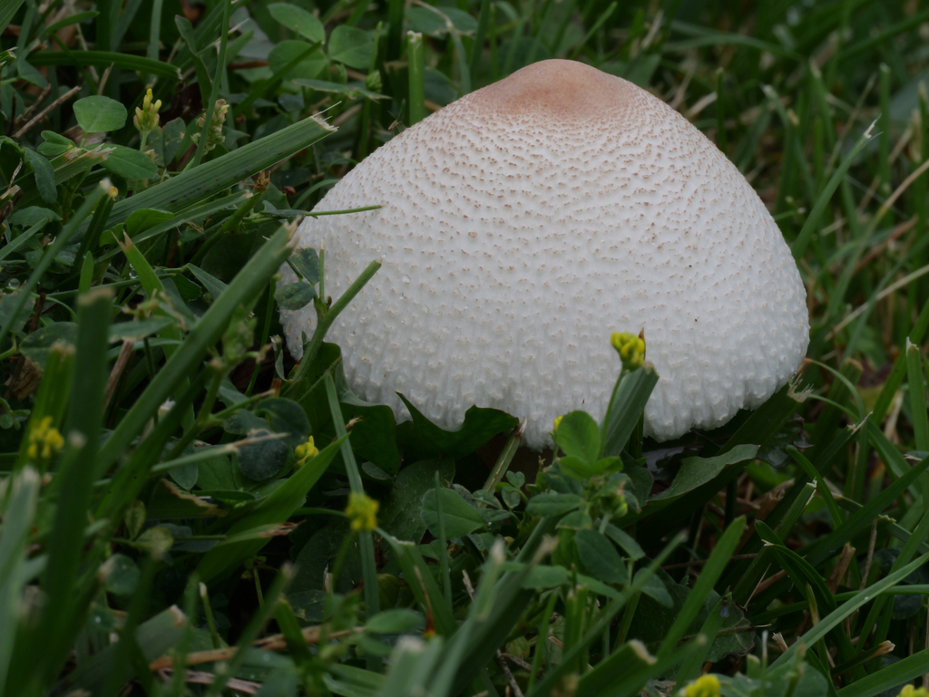 reddening lepiota · August 2026 · photo: Photo: no rights reserved · iNaturalist