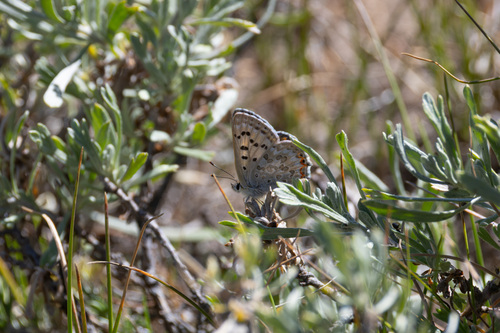 iNaturalist observation photo of Edith's Copper