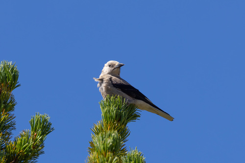 iNaturalist observation photo of Clark's Nutcracker