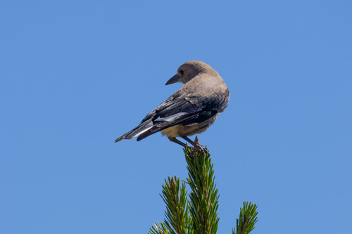 iNaturalist observation photo of Clark's Nutcracker