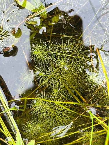 intermediate bladderwort