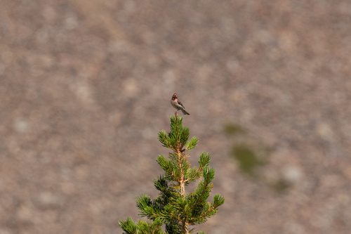 iNaturalist observation photo of Cassin's Finch