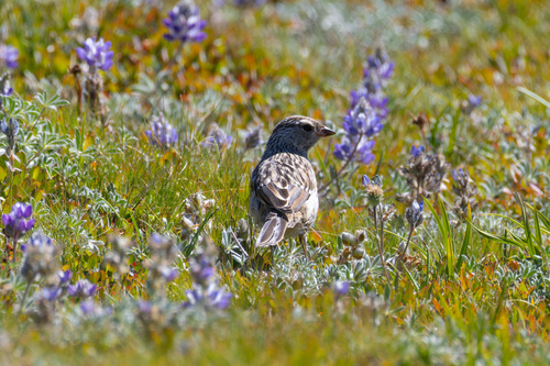 iNaturalist observation photo of White-crowned Sparrow