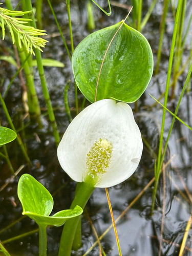 marsh calla