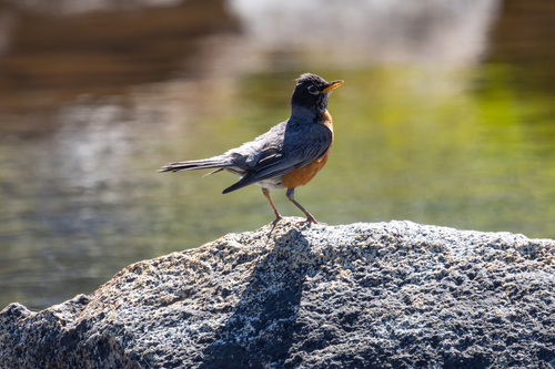 iNaturalist observation photo of American Robin
