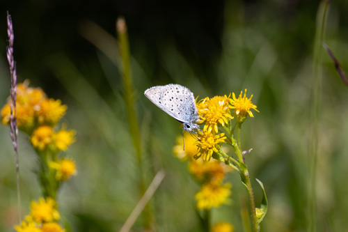iNaturalist observation photo of Greenish Blue
