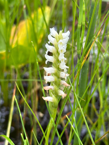 Hooded Ladies' Tresses