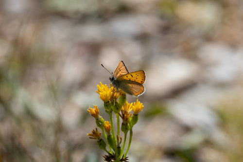 iNaturalist observation photo of Lilac-bordered Copper