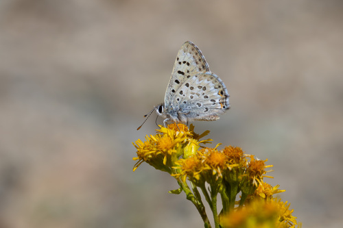 iNaturalist observation photo of Edith's Copper