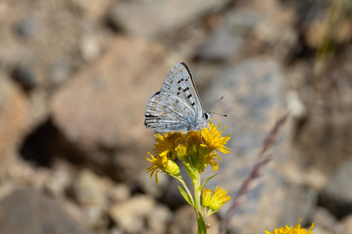iNaturalist observation photo of Edith's Copper