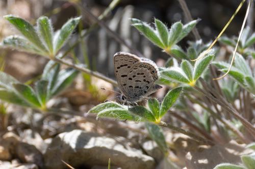 iNaturalist observation photo of Shasta Blue