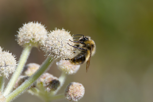 iNaturalist observation photo of Fuzzy-Horned Bumble Bee