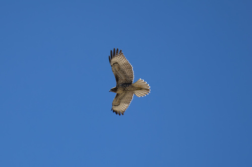 iNaturalist observation photo of Red-tailed Hawk