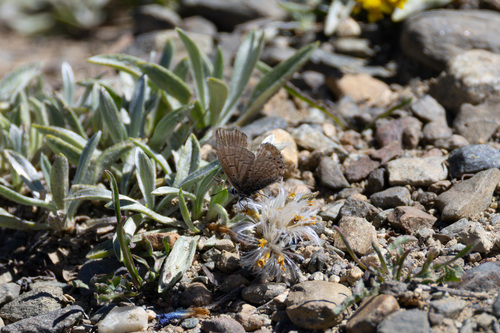 iNaturalist observation photo of Shasta Blue