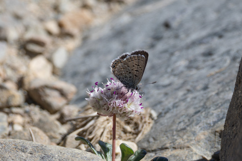 iNaturalist observation photo of Shasta Blue