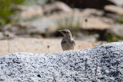 iNaturalist observation photo of Rock Wren