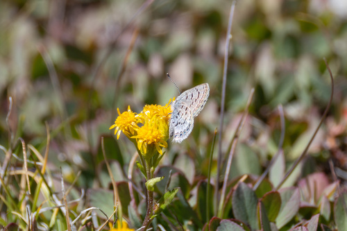 iNaturalist observation photo of Shasta Blue