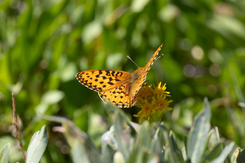 iNaturalist observation photo of Mormon Fritillary