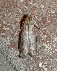 Euzophera ostricolorella