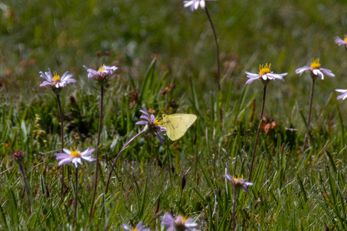 iNaturalist observation photo of Orange Sulphur