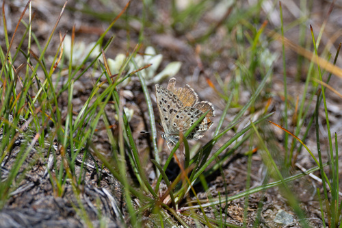 iNaturalist observation photo of Sierra Blue
