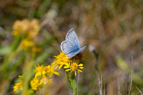 iNaturalist observation photo of Sierra Blue