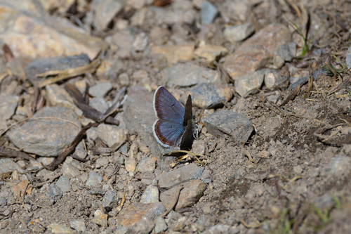iNaturalist observation photo of Shasta Blue