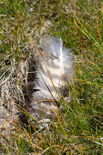 iNaturalist observation photo of Great Horned Owl