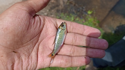 Peruvian creek tetra (Bryconamericus peruanus) — Characidae — 5