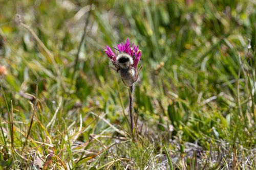 iNaturalist observation photo of Forest Bumble Bee