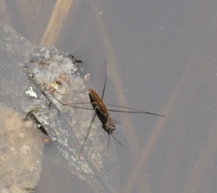 Limnoporus dissortis