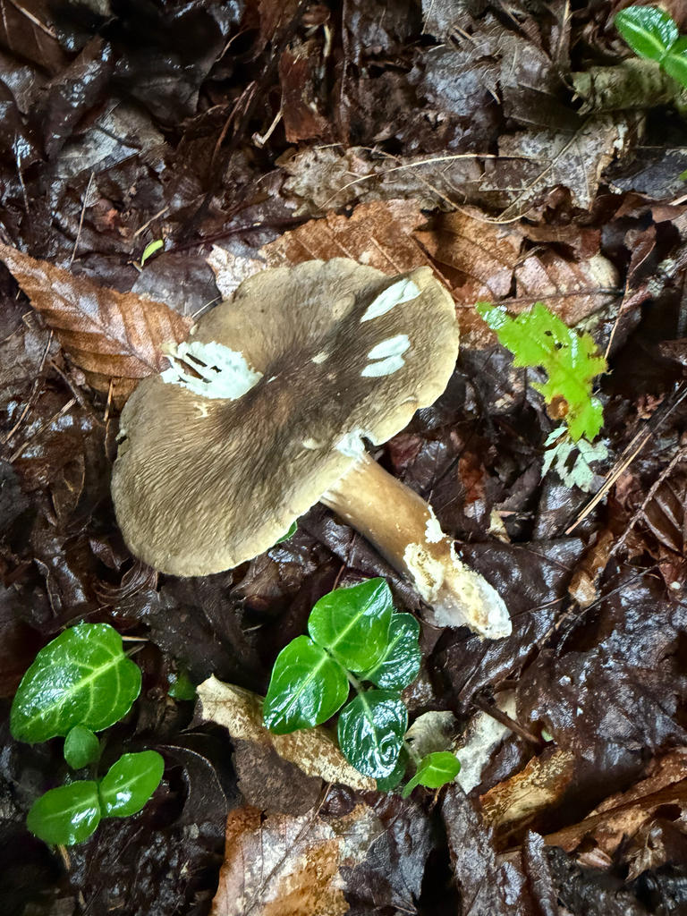 Lactifluus gerardii · August 2026 · photo: Photo: no rights reserved · iNaturalist