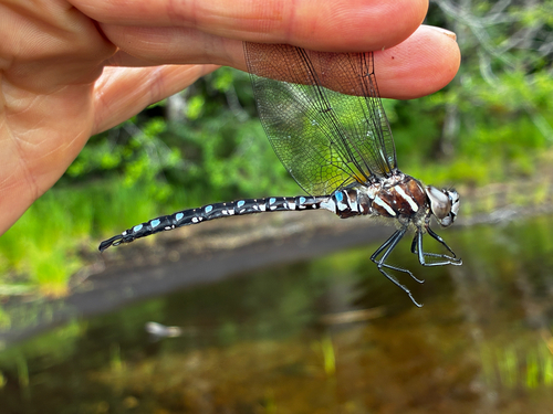 Paddle-tailed Darner