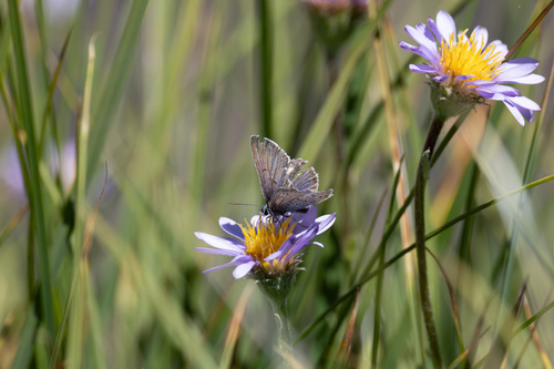 iNaturalist observation photo of Greenish Blue