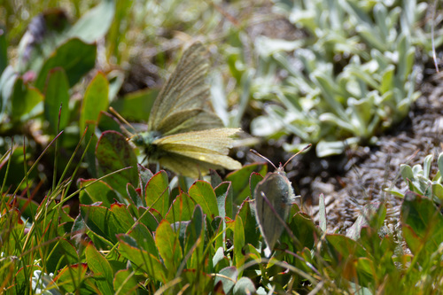 iNaturalist observation photo of Sierra Sulphur