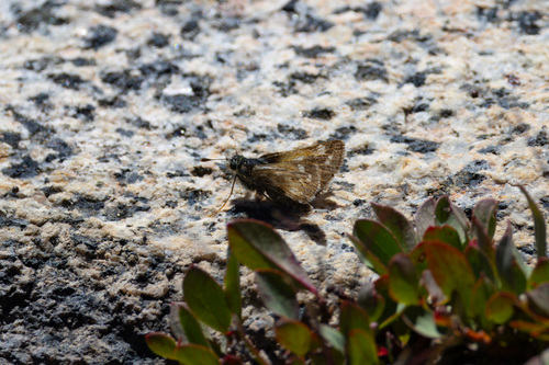 iNaturalist observation photo of Nevada Skipper