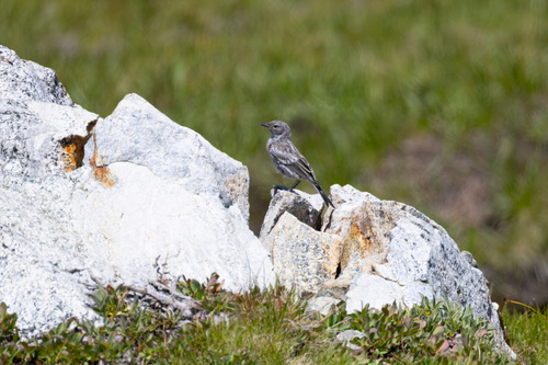iNaturalist observation photo of Yellow-rumped Warbler