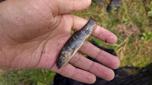 Twospot lebiasina (Lebiasina bimaculata) — Lebiasinidae — 2