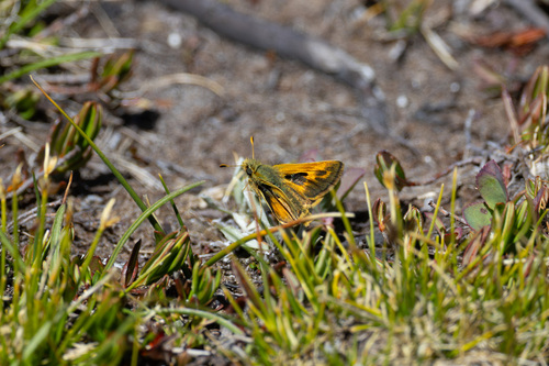 iNaturalist observation photo of Sandhill Skipper