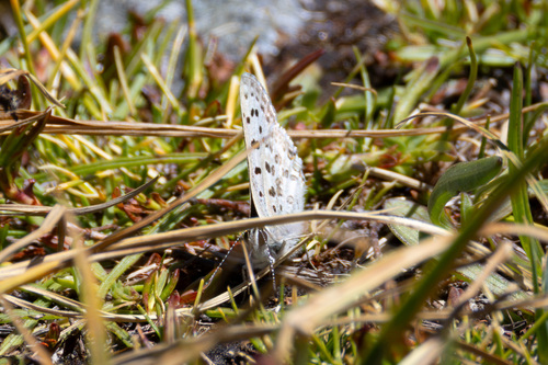 iNaturalist observation photo of Edith's Copper