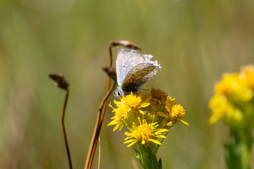 iNaturalist observation photo of Sierra Blue