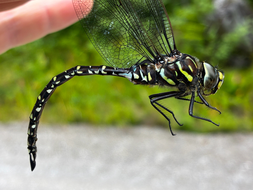 Subarctic Darner
