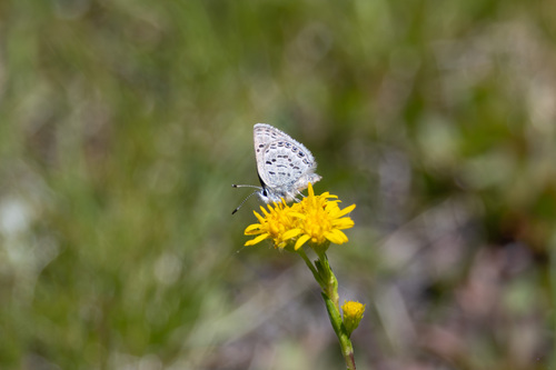 iNaturalist observation photo of Shasta Blue